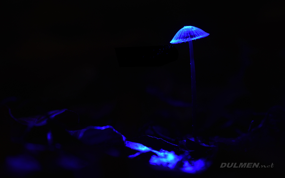 01 Mycena